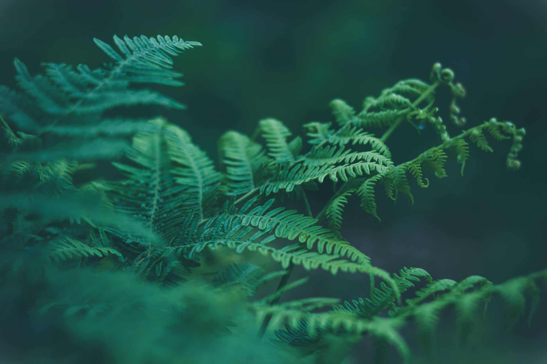 Biodiversity: The Fairest Service of Them All