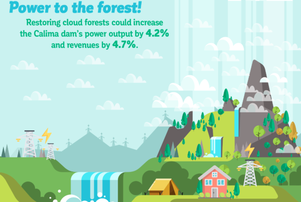 Cloud forest restoration can increase power output by 4.2% and revenues by 4.7% for Colombia's Calima Dam.