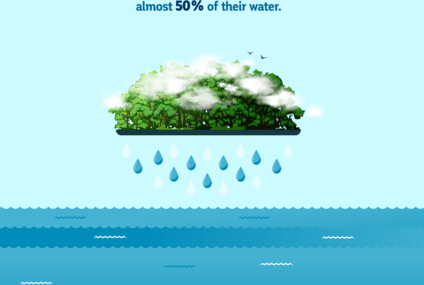 Cloud forests are only 4.4% of the watershed land area of tropical dams but supply almost 50% of surface water balance.