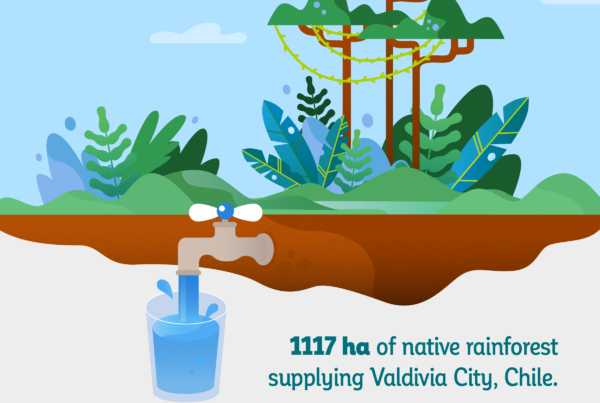 1117 hectares of native rainforests in the Llancahue Watershed supply drinking water worth $270,000 to the city of Valdivia, Chile.