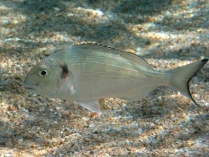 The gilthead bream, probably the most famous bream in the Mediterranean, and a fish that spends a lot of time in seagrass beds.