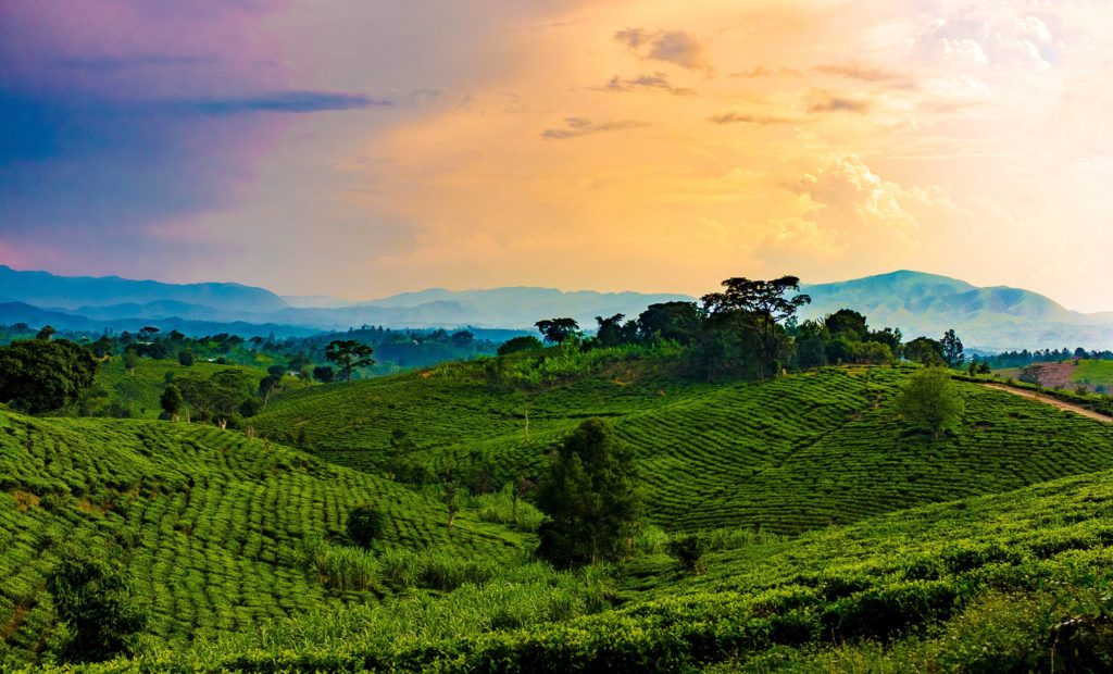 Tea plantations near Bwindi National Park, at the border of Uganda, Congo, and Rwanda. How many ecosystem services can you spot?