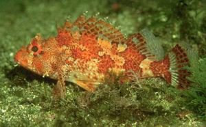 The rockfish, which looks like a prettier scorpionfish.