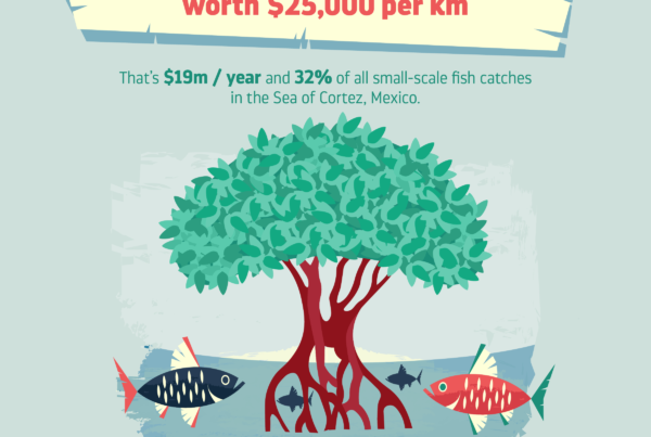 Mangrove fringes support fish catch worth $25,000 per km in the Sea of Cortez (aka Gulf of California), Mexico.