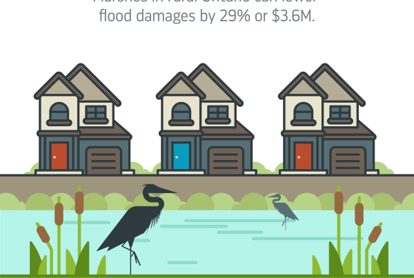 Marshes in rural Mississauga, Ontario, can help reduce flood damages by 29% or $3.6 million CAD.