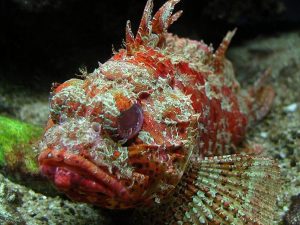 The scorpionfish, which looks like a blob of red goo.